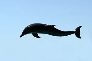 Aduncus: Bottlenose Dolphin