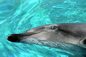 Aduncus: Bottlenose Dolphin
