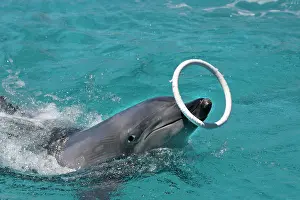Aduncus: Bottlenose Dolphin