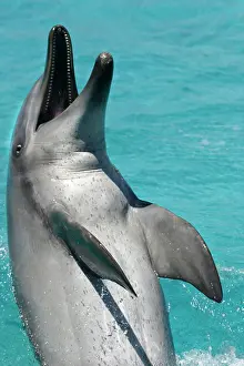 Aduncus: Bottlenose Dolphin