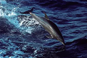 Mexcio: Bottlenose dolphin