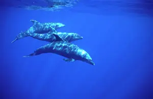 Mexcio: Bottlenose dolphin