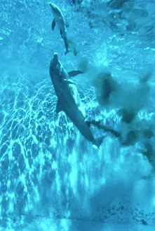 Augusto Leandro Stanzani: Bottlenose Dolphin