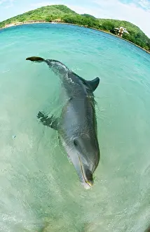 Honduras: Bottlenose DOLPHIN