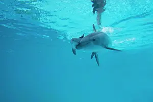 Recently: Bottlenose Dolphin