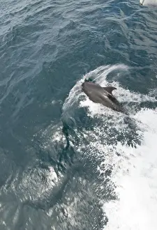 Dorsal: Bottlenose dolphin