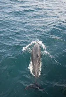 Dorsal: Bottlenose dolphin