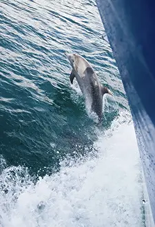 Dorsal: Bottlenose dolphin