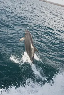 Dorsal: Bottlenose dolphin