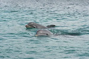 Blowhole: Bottlenose Dolphin