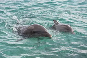 Teaching: Bottlenose Dolphin