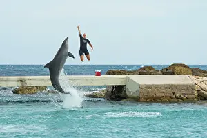 Occupation: Bottlenose Dolphin
