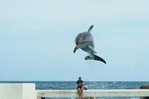 Trainer: Bottlenose Dolphin