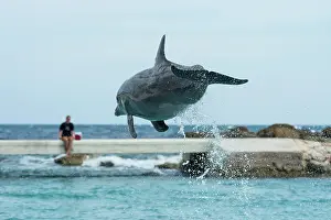 Link: Bottlenose Dolphin