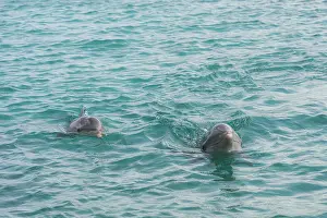 Truncatus: Bottlenose Dolphin