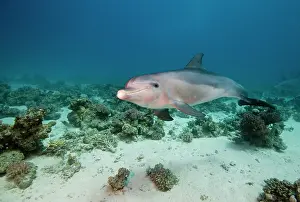 Truncatus: Bottlenose Dolphin