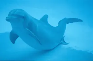Sequence: Bottlenose Dolphin