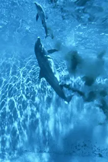 Sequence: Bottlenose Dolphin