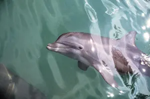 Bottlenose: Bottlenose Dolphin