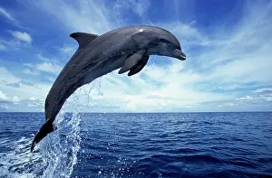 Leaping: Bottlenose DOLPHIN