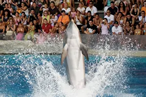 Amusing: Bottlenose Dolphin amusing the crowd with a tail dance