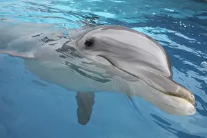 Appearing: Bottlenose Dolphin - appearing just above surface