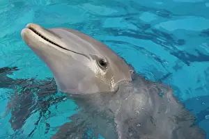 Appearing: Bottlenose Dolphin - appearing with nose above surface