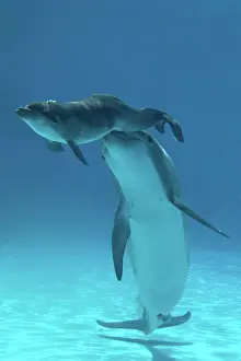 Helping: Bottlenose Dolphin - Baby / Calf dolphin being