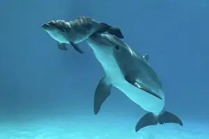 Cycles: Bottlenose Dolphin - Baby / Calf dolphin being nudged