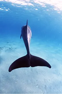 Bottlenose: Bottlenose Dolphin - from behind, shows tail