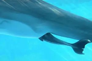 Occur: Bottlenose Dolphin - birth process has started