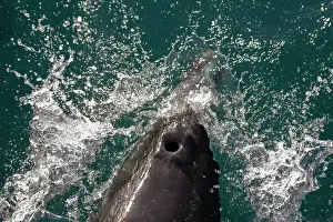 Queen: Bottlenose Dolphin blowhole
