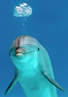 Tricks: Bottlenose dolphin - blowing air bubble