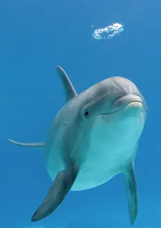 Intelligence: Bottlenose dolphin - blowing air bubble