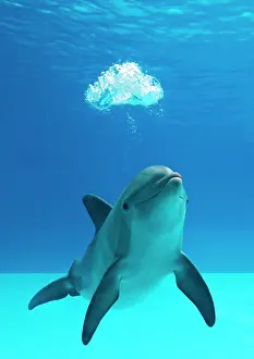 Tricks: Bottlenose dolphin - blowing air bubbles underwater