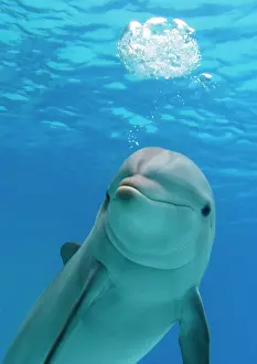 Tricks: Bottlenose dolphin - blowing air bubbles underwater