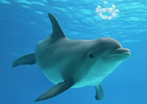 Intelligence: Bottlenose dolphin - blowing air bubbles underwater