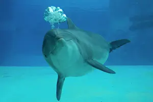 Bubbles: Bottlenose Dolphin - blowing air bubbles underwater