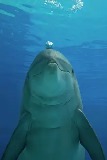 Bubbles: Bottlenose Dolphin - blowing air bubbles underwater