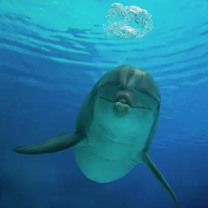 Bubbles: Bottlenose Dolphin - blowing air bubbles underwater