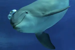 Bubbles: Bottlenose Dolphin - blowing air bubbles underwater
