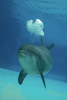 Bottlenose: Bottlenose Dolphin - blowing air bubbles underwater