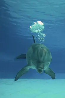 Bottlenose: Bottlenose Dolphin - blowing air bubbles underwater