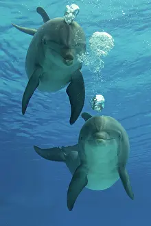 Bottlenose: Bottlenose Dolphin - blowing air bubbles underwater