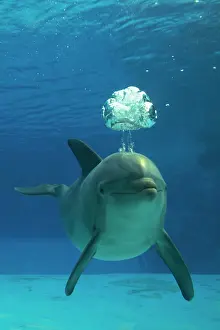 Bottlenose: Bottlenose Dolphin - blowing air bubbles underwater