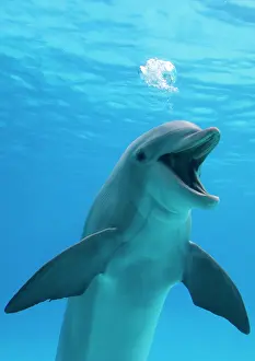 Bottlenose: Bottlenose dolphin - blowing air bubbles underwater