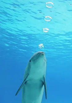 Bottlenose: Bottlenose dolphin - blowing air rings underwater