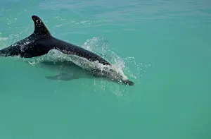 Karl Terblanche: Bottlenose Dolphin - breaking the surface