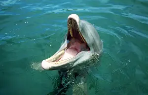 Honduras: Bottlenose DOLPHIN - captive, showing teeth