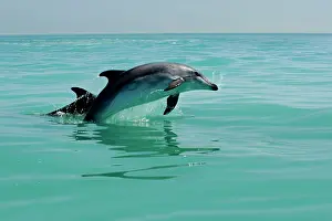 Karl Terblanche: Bottlenose Dolphin - captured mid leap